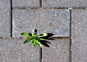 Comment empêcher l'herbe de pousser dans le gravier ?