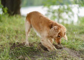 Comment empêcher un chien de sortir du terrain ?