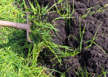 Comment enfouir les engrais verts ?