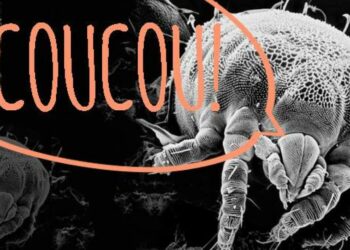 Comment enlever les acariens d'un oreiller ?