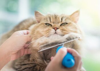Comment enlever les vers des chats naturellement ?