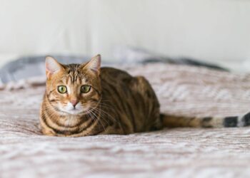 Comment enlever les vers d'un chat naturellement ?