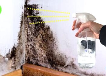 Comment enlever moisissure sur rotin ?