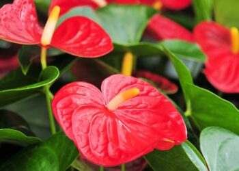 Comment entretenir anthurium rouge ?