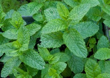 Comment entretenir de la menthe ?