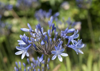 Comment entretenir des Agapanthes ?