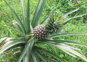 Comment entretenir plante Ananas ?