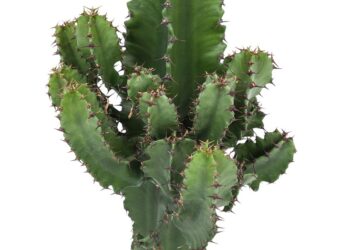 Comment entretenir un Euphorbia Eritrea ?