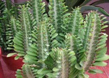 Comment entretenir un Euphorbia Trigona ?