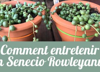 Comment entretenir un Senecio ?