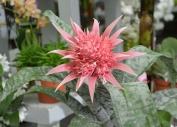 Comment entretenir un aechmea ?