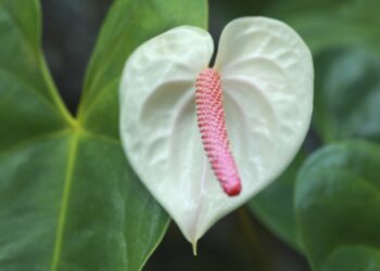 Comment entretenir un anthurium rouge ?