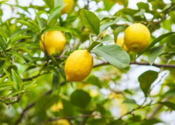 Comment entretenir un citronnier à l'intérieur ?
