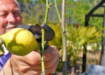 Comment entretenir un citronnier en pleine terre ?