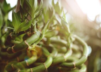 Comment entretenir un cocotier d'intérieur ?