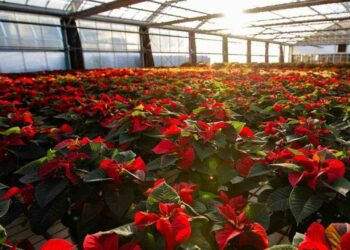 Comment entretenir un poinsettia en hiver ?