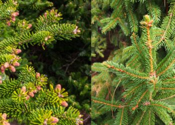 Comment entretenir un sapin Nordmann ?