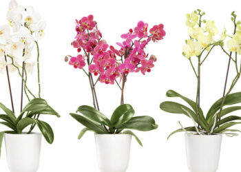 Comment entretenir une orchidée qui a perdu ses fleurs ?