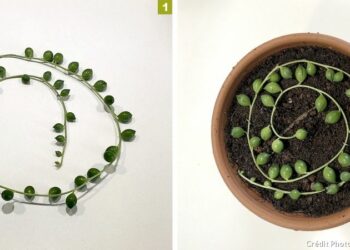 Comment entretenir une plante collier de perle ?