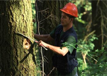 Comment estimer la valeur d'une parcelle de bois ?