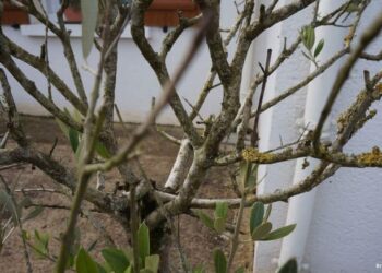 Comment estimer un olivier ?