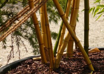 Comment évider un bambou ?