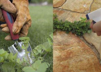 Comment fabriquer un désodorisant naturel ?