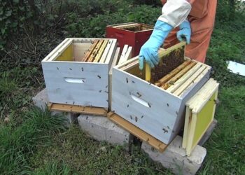 Comment fabriquer une ruche d'abeille PDF ?