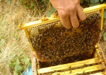 Comment fabriquer une ruche naturelle ?