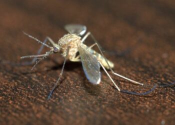 Comment faire de l'Anti-moustique avec de la citronnelle ?