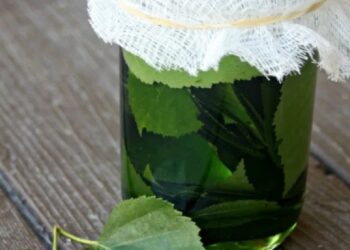 Comment faire de la tisane de feuilles de bouleau ?