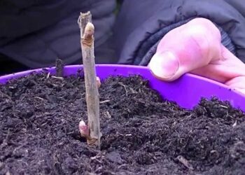 Comment faire des boutures de Pampa ?
