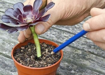 Comment faire des boutures de succulentes ?