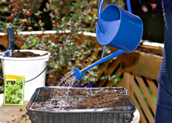 Comment faire des graines de semis ?