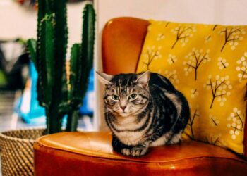 Comment faire disparaître les griffures de chat sur du cuir ?