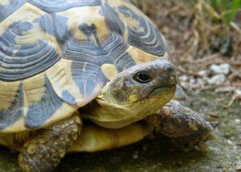 Comment faire durcir la carapace d'une tortue ?