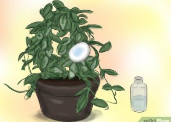 Comment faire fleurir la hoya ?