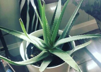 Comment faire fleurir un aloe vera ?