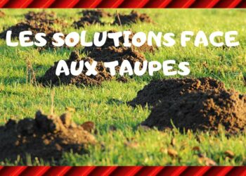 Comment faire fuir les taupes sans les tuer ?