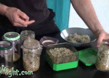 Comment faire germer les graines de lin ?