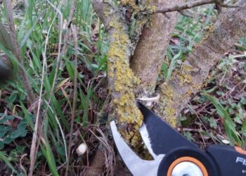 Comment faire grandir le tronc d'un olivier ?