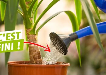 Comment faire grimper une plante d'intérieur ?