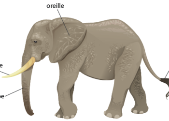 Comment faire le cri de l'éléphant ?