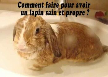 Comment faire mourir un lapin ?