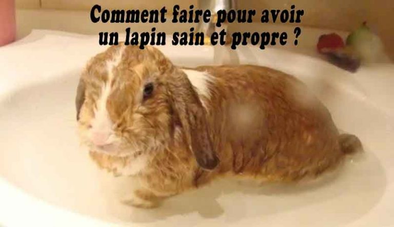 Comment faire mourir un lapin