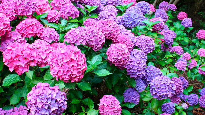 Comment faire pour avoir de beaux hortensias