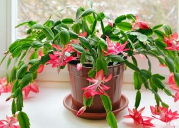 Comment faire pour garder une rose de Noël ?