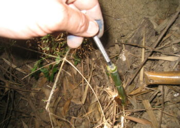 Comment faire pour que le bambou ne pourrisse pas ?