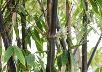 Comment faire pour que le bambou reste vert ?