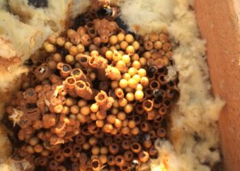 Comment faire pour se débarrasser d'un nid de bourdon ?